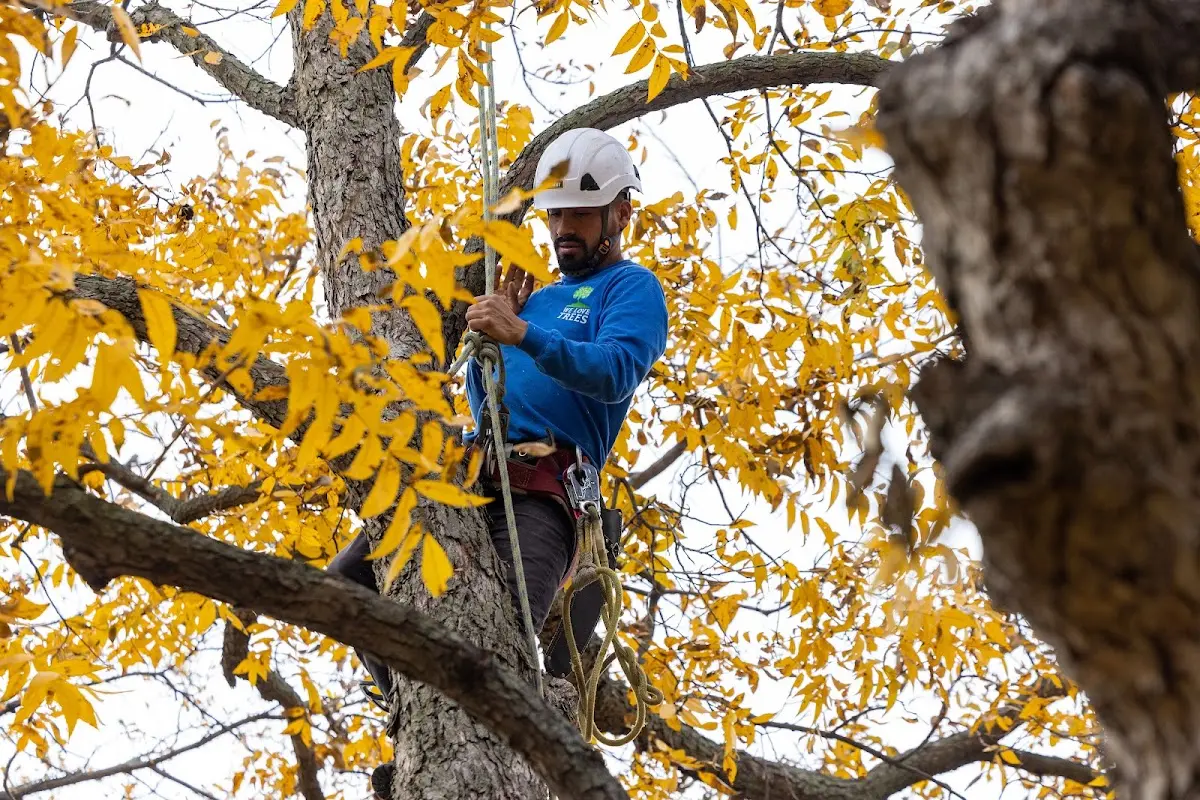 Skilled Tree Pruning crew working in Magdalena